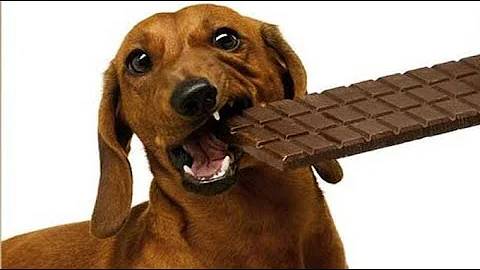 Quanta cioccolata fa male ad un cane?