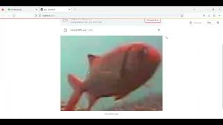 Fish Detection Train CNN Streamlit App in Python Projects