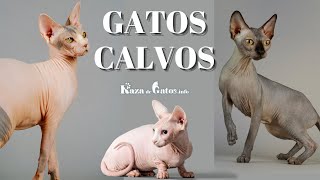 😺 The 9 Breeds of Hairless Cats by Raza de Gatos 1,256 views 2 years ago 2 minutes, 14 seconds