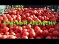 Рецепт бойлов  "КРАСНЫЙ АПЕЛЬСИН"