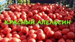 Рецепт бойлов  &quot;КРАСНЫЙ АПЕЛЬСИН&quot;