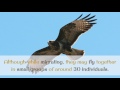 13 Interesting Facts You Should Know About Common Buzzard
