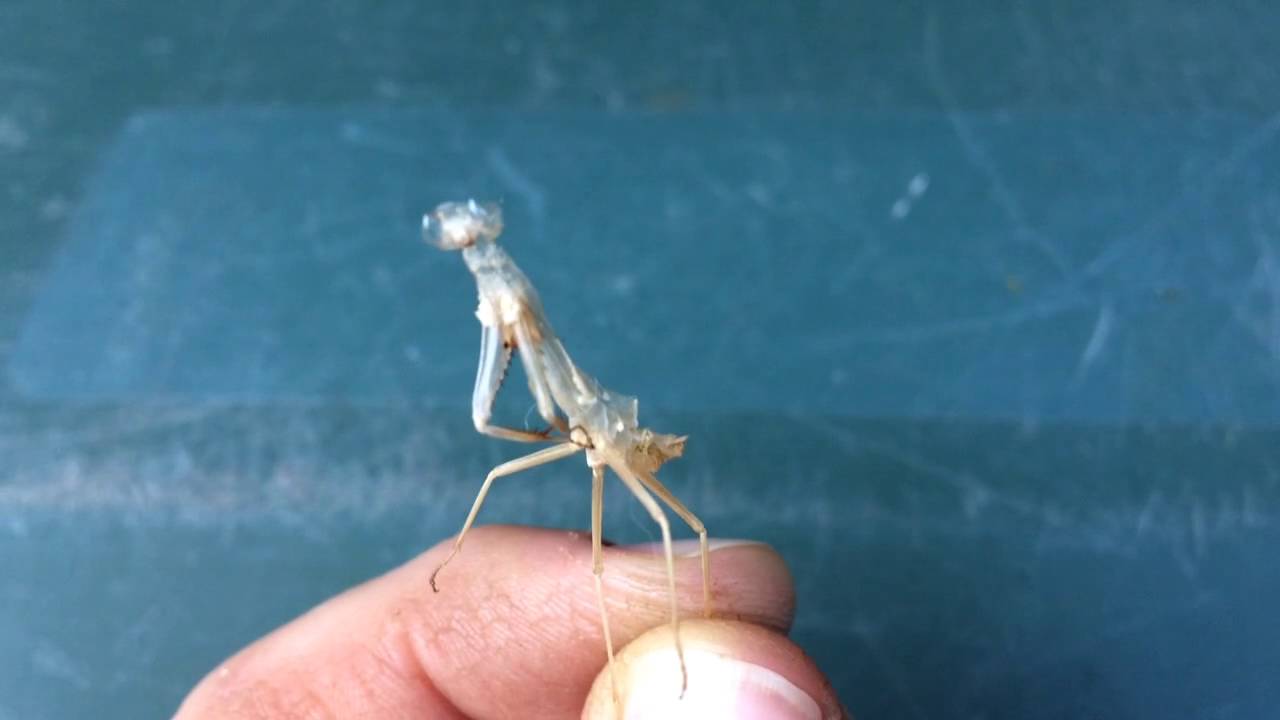 Praying Mantis Molt YouTube