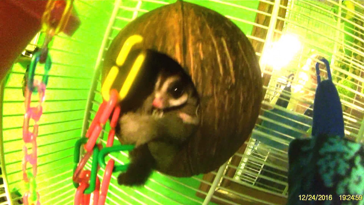 wwe raw 2019 new SUGAR GLIDER FUN