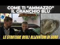 COME TI  &quot;AMMAZZO&quot;  IL GRANCHIO BLU  NUOVE STRATEGIE DEGLI ALLEVATORI DI GORINO