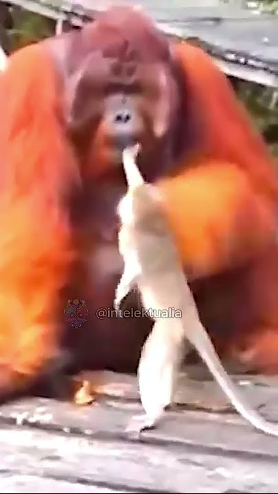 HEWAN ini SALAH MEMILIH Lawannya part #010 #hewan #monyet #gorilla