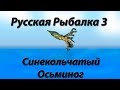 Русская Рыбалка 3 Синекольчатый Осьминог