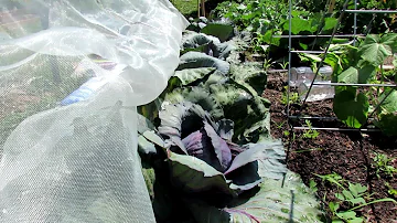 How to Use & Build a Garden Mesh Insect Barrier: No Chemicals Ever & Custom Design Your Barrier