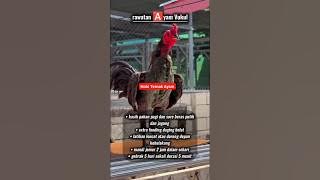 Rawatan Ayam Pukul #ayam #chicken #solusi #edukasi #cacingan