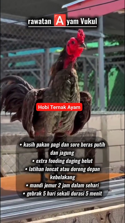 Rawatan Ayam Pukul #ayam #chicken #solusi #edukasi #cacingan