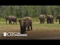 Former circus elephants get spacious new home in Florida