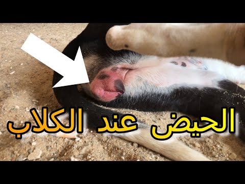 فيديو: هل ركل الجراء في الرحم؟