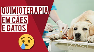 Quanto custa uma quimioterapia em gatos?