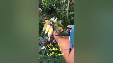 ‏(إِنَّ المُتَّقينَ في جَنّاتٍ وَعُيونٍ) سورة الحجر طهر سمعك بتلاوة روعة من الشيخ عبد الله الموسى 🌹