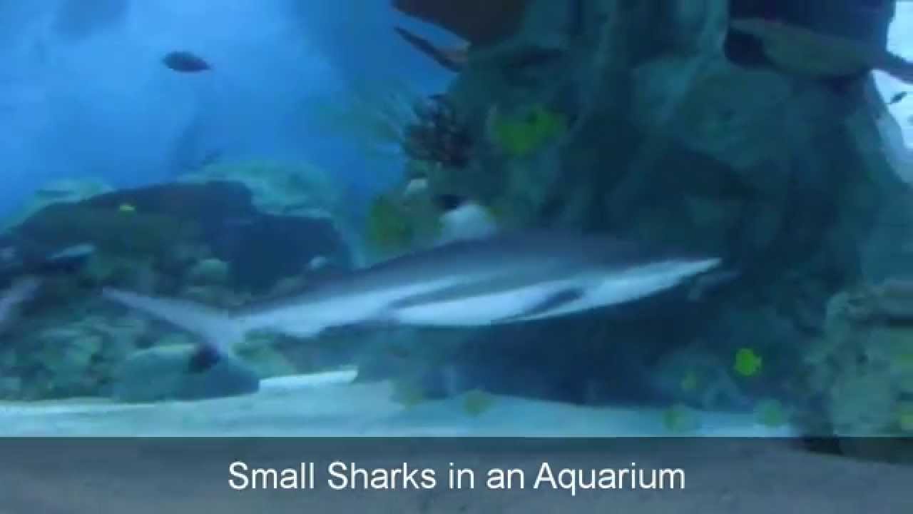 Small Sharks In An Aquarium Fishes In An Aquarium Sealife Aquarium small-sharks-in-an-aquarium-fishes-in-an-aquarium-sealife-aquarium