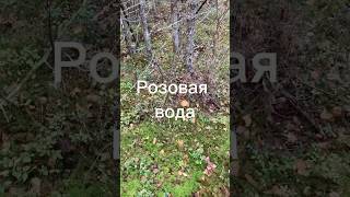 Закат виноделия: розовое вино.