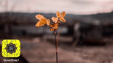 ما اجملها تلاوه عطر مسامعك وارح بها قلبك . عمر الدريويز