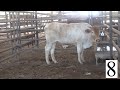 Steer 8 Weight 700 Feeder Calf