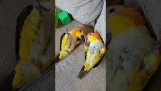 Playtime with the Caiques