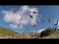 Bearded Vulture Select Footage 2017 BMC