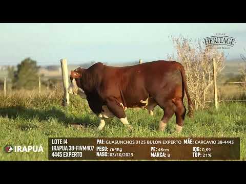 LOTE 14   IRAPUA 38 FIVM407 4445 EXPERTO