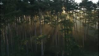 Relaxsasi suara alam di hutan Kalimantan || Relaxing sounds of nature in the jungle of Borneo