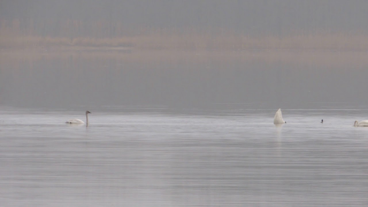 maryland board of nursing Animal Encounters at Marshy Point: Swans and Geese in February