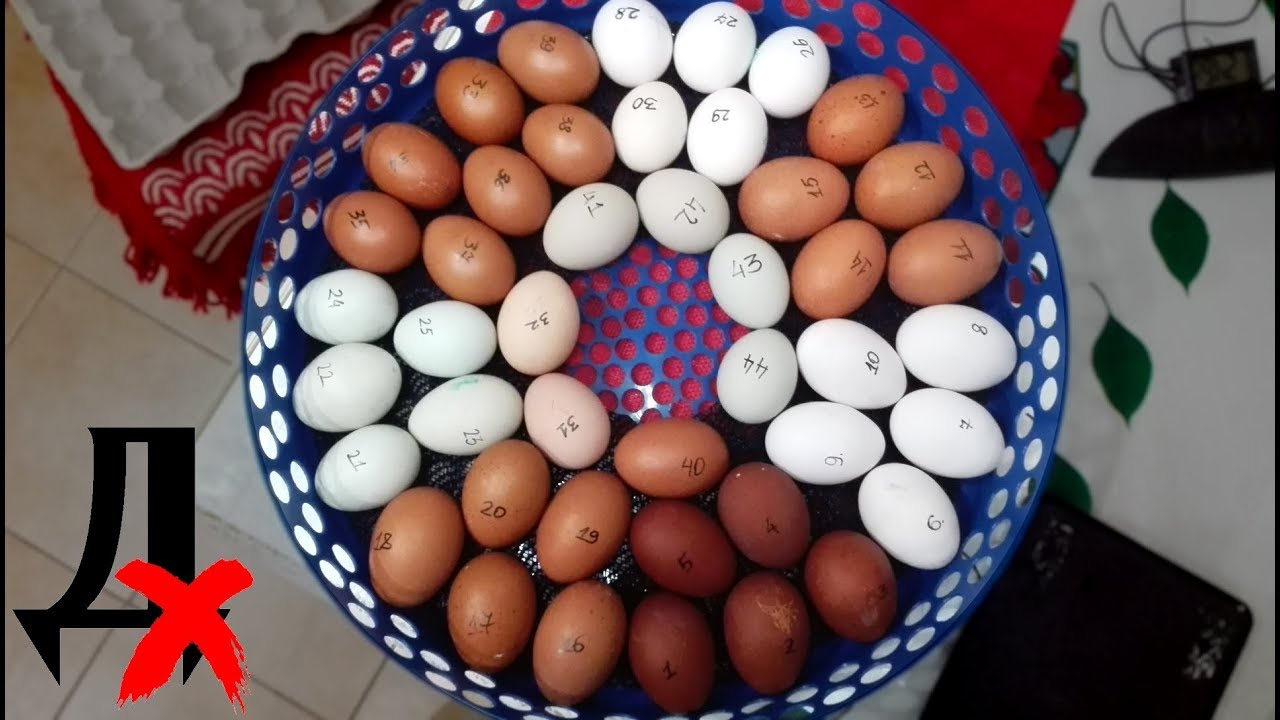 Инкубаторы для яиц автоматические купить в Москве. Выбрать из 3