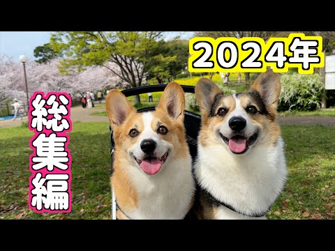 【総集編】2024年のコーギー兄弟の楽しい思い出🐶🐶Corgi brothers' fun memories in 2024!