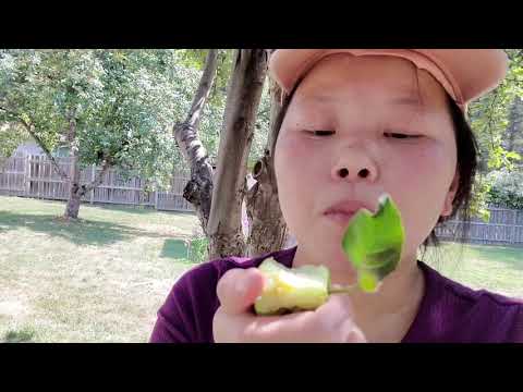 Video: Ci Txiv Apples Nrog Txhaws