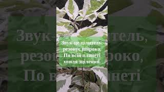 Послання Архангела Рафаїла про цілительство на Землі🌿 #бог #зцілення #звукотерапія