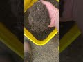How to make soil for plants indoor to outdoor planting #garden #gardenhacks #plants #growyourownfood