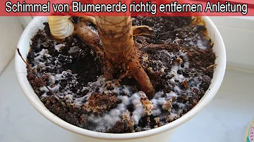 Was tun gegen Schimmel auf der Blumenerde?