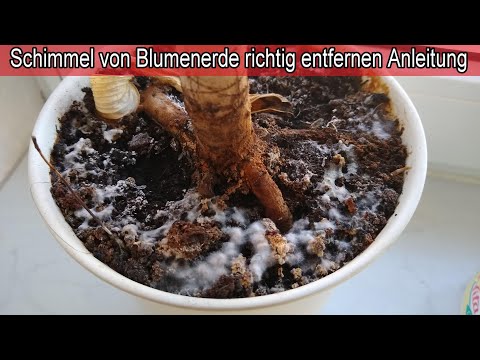 Blumenerde schimmelt was tun - Schimmel im Blumentopf auf Erde dauerhaft entfernen - Anleitung