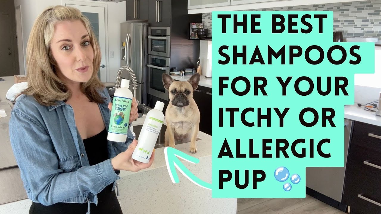 Best Dog Shampoo For Allergies: For Itchy Skin, Oatmeal, Medicated & More