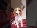 Scooby #petdog #puppygrooming #doglover #puppyshorts #dogshorts #doggroomingtips #pets #cutepuppy
