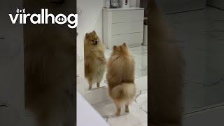 Pomeranian Falls In Love With Reflection || Viralhog