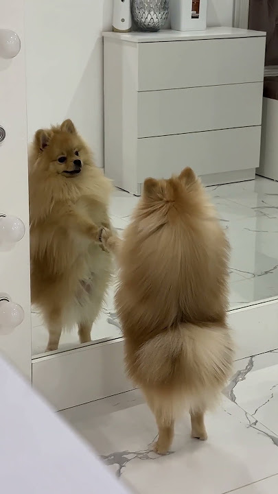 Pomeranian Falls In Love With Reflection || ViralHog