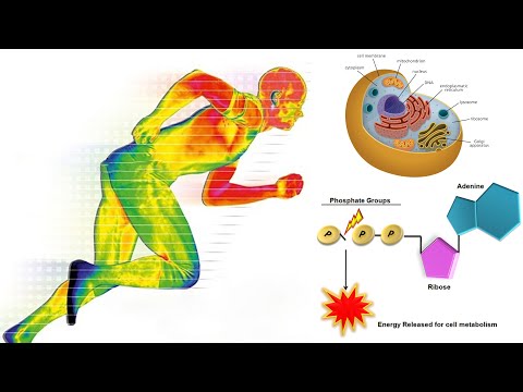 Video: Cum generează mitocondriile chestionarul ATP?