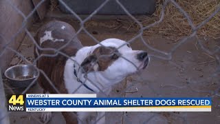 It Takes A Village helps a Webster County animal shelter with dogs being housed outside