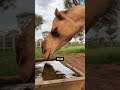 These Animals Have Real-Life Superpowers! 😱