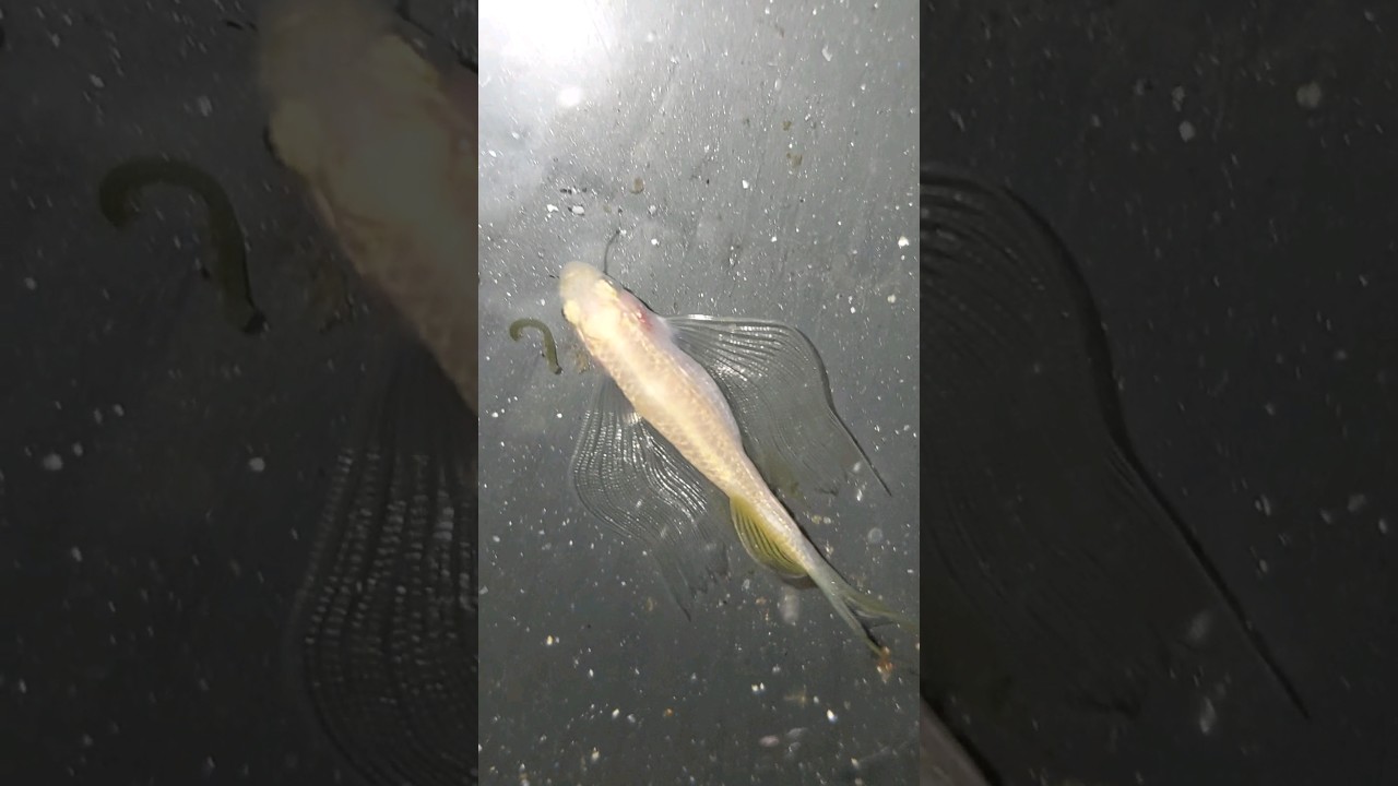 veiltail zebrafish 