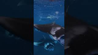 Swimming With Mantas A Maldivian Memory Etched In Heart Forever