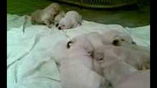 cachorros labrador tomando chupon en grecia
