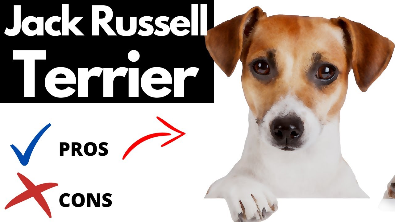 are jack russells good family pets