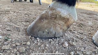 SATISFYING { HOOF RESTORATION } Shoeing a Horse