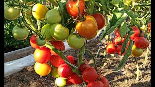 Выбираем сорта томатов для Санкт-Петербурга и Ленинградской области.