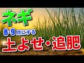 ネギ栽培 育て方【8〜9月にする追肥・土よせ】家庭菜園で簡単にそだてるポイントとは？