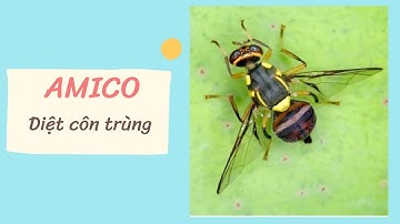 Trị RUỒI VÀNG phá hoại hoa MỘT LẦN DUY NHẤT [MAI HUY]