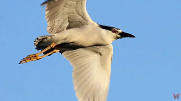 Кваква обыкновенная (лат.  Nycticorax nycticorax)